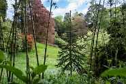 Trebah-365
