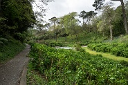 Trebah-405