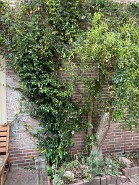 IMG_2667-1