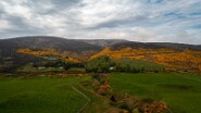 DJI_0972-8 Ginster ohne Ende fast überall