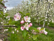 IMG_0036-5