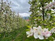 IMG_0042-8